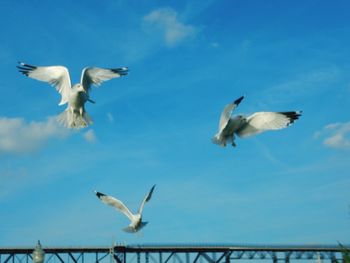 Low angle view of seagulls against the sky