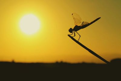 Close-up of insect perching on branch