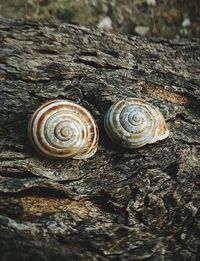 Close-up of snail