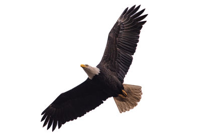 Low angle view of eagle flying against white background