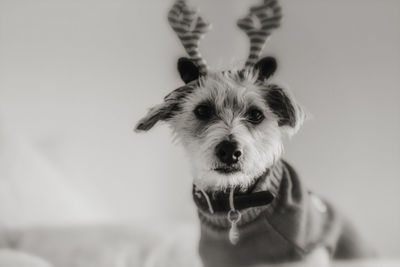 Close-up portrait of dog