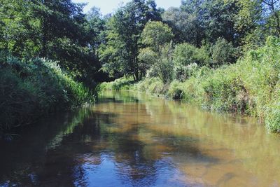 Scenic view of lake in forest