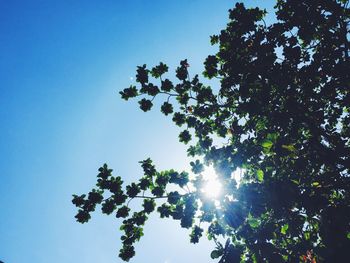 Low angle view of trees against blue sky