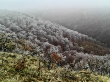 View of trees on landscape during foggy weather