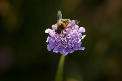 flowering plant