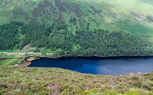 Scenic view of lake in forest