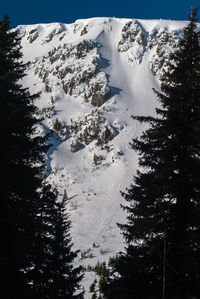 Low angle view of snow covered trees against sky