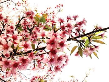 Low angle view of pink flowers