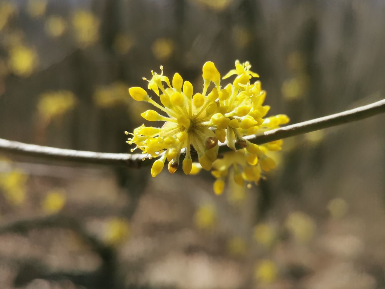 CLOSE-UP OF YELLOW FLOWERS