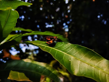 Potanthus omaha, is a species of skipper butterflies. it is found in indochina, malaysia, the india 