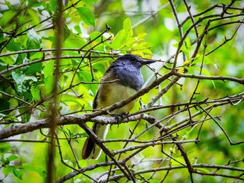 Bird perching on branch