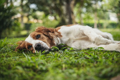 Dog resting on field