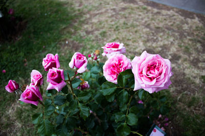 Close-up of pink roses