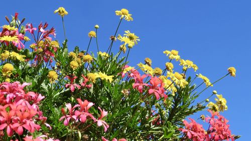 Low angle view of flowering plants against blue sky