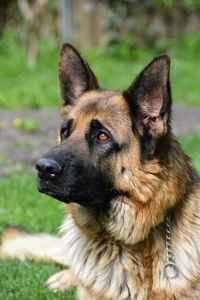 Close-up portrait of dog