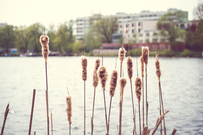 Close-up of grass by lake