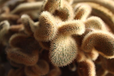 Close-up of pine cone on plant