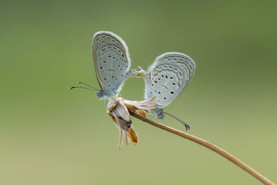 Close-up of butterfly perching on leaf