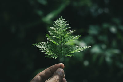 Cropped hand holding plant