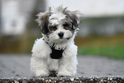 Portrait of white dog outdoors