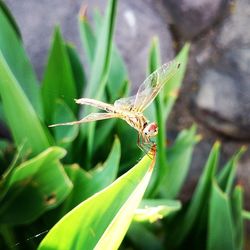 Close-up of dragonfly