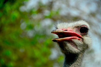 Close-up of a bird