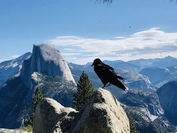Bird perching on a rock