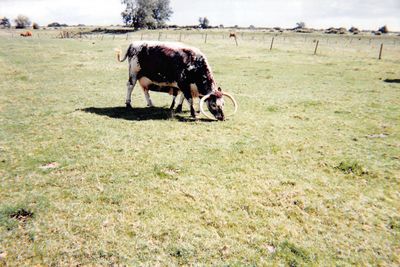 Horse grazing on field