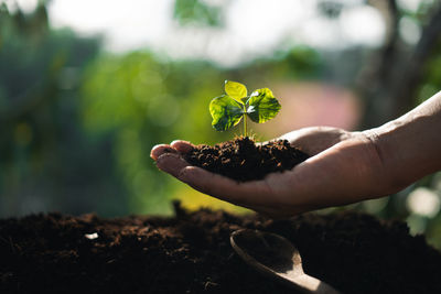 Close-up of hand holding plant