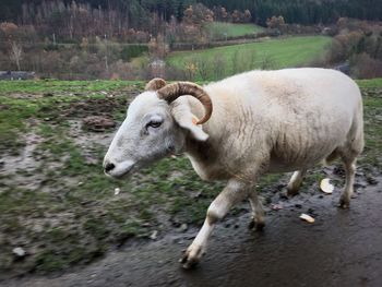 Close-up of sheep on field