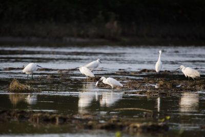 Flock of birds in lake