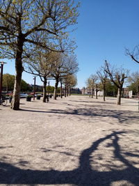 Shadow of trees on landscape against blue sky