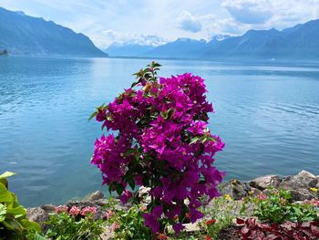 Pink flowering plants by sea against mountains