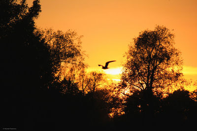 Low angle view of silhouette trees at sunset
