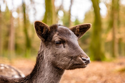 Close-up of deer in the forest