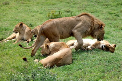 Lions at ngorongoro