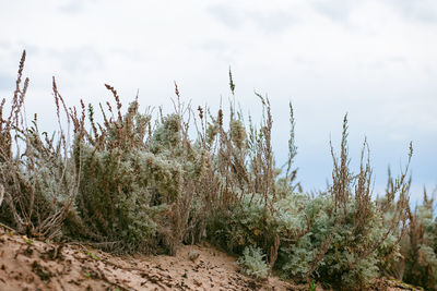 Plants growing on land against sky