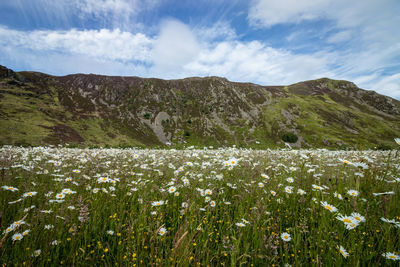 Scenic view of flowering plants on field against sky