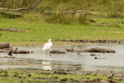 Birds perching on a lake