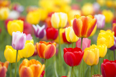 Close-up of tulips