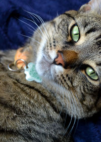 Close-up portrait of a cat