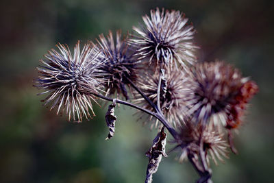 Close-up of wilted plant