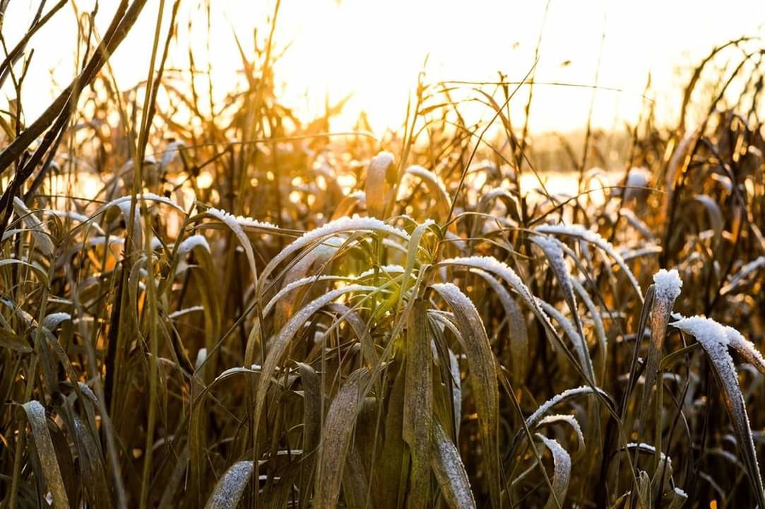 CLOSE-UP OF CORN FIELD AGAINST SKY