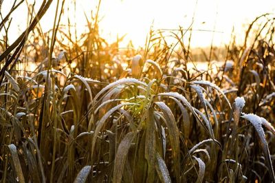 Close-up of crops growing on field against sky