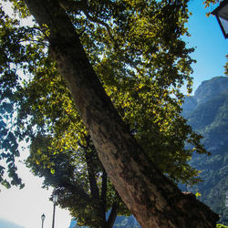 Low angle view of tree against sky