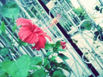 Close-up of red flowers