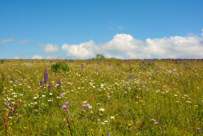 Flower meadow with lupins and blue sky in the high rhoen, bavaria, germany