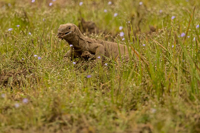 Komodo dragon amidst plants