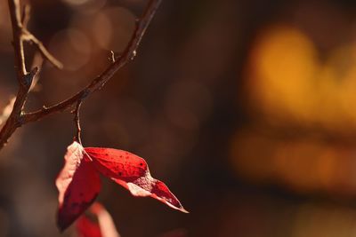 Close-up of dry maple leaves on tree