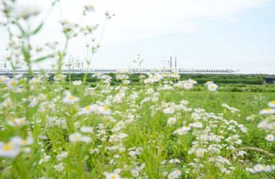 Close-up of flowering plants on field against sky